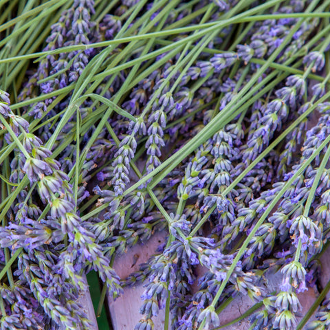 dried lavender